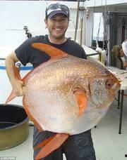 新闻爆料海鱼视频下载大全,海量海洋生物资源一网打尽 第2张 新闻爆料海鱼视频下载大全,海量海洋生物资源一网打尽 第2张